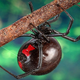 Illustration for article titled One Bad Piece of Press Made Black Widow Spiders Legendary